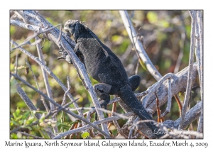 Marine Iguana