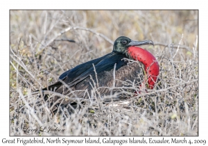 Great Frigatebird, male