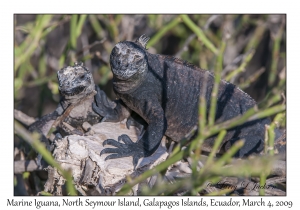 Marine Iguanas