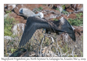 Magnificent Frigatebird, juvenile