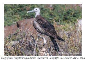 Magnificent Frigatebird, juvenile