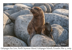 Galapagos Sea Lion