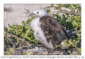 Great Frigatebird, juvenile
