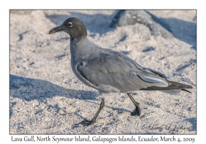 Lava Gull