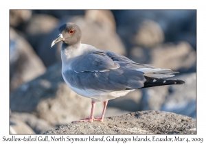 Swallow-tailed Gull