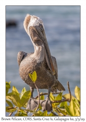 Brown Pelican