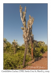 Candelabra Cactus