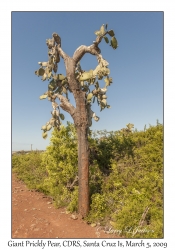 Giant Prickly Pear