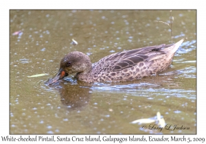 White-cheeked Pintail