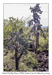 Giant Prickly Pear