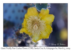 Giant Prickly Pear Cactus flower