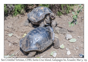 San Cristobal Tortoises