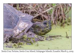 Santa Cruz Tortoise