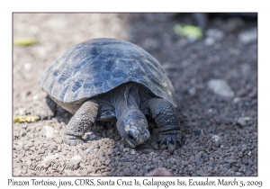 Pinzon Tortoise, juvenile