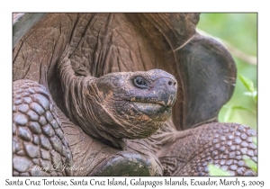 Santa Cruz Tortoise