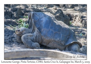 Lonesome George