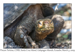 Pinzon Tortoise