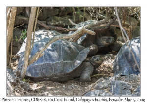 Pinzon Tortoises