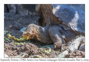Espanola Tortoise