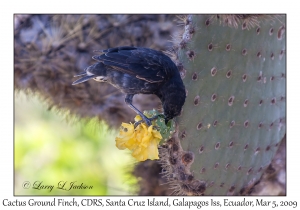 Cactus Ground Finch