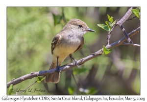 Galapagos Flycatcher