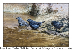 Large Ground Finch