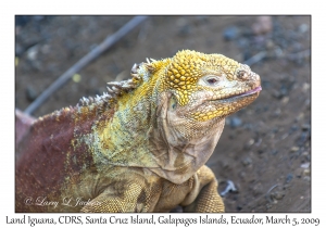 Land Iguana