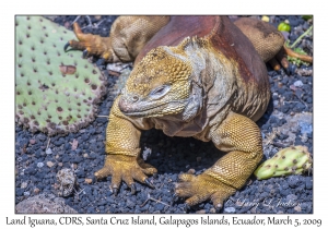 Land Iguana