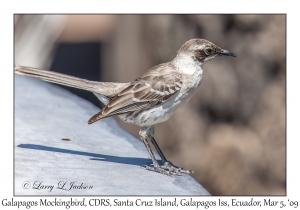 Galapagos Mockingbird