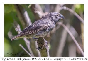 Large Ground Finch, female