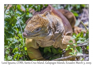 Land Iguana