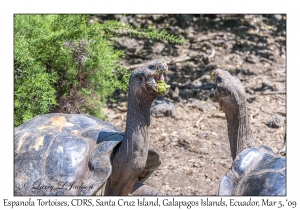 Espanola Tortoises