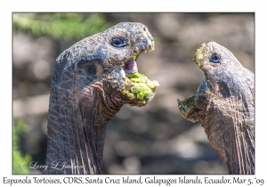 Espanola Tortoises