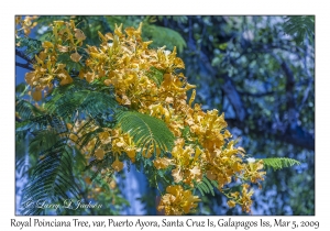 Royal Poinciana Tree Flowers