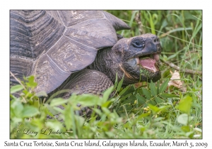 Santa Cruz Tortoise