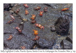 Sally Lightfoot Crabs