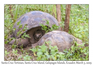 Santa Cruz Tortoises