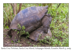 Santa Cruz Tortoises
