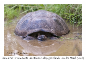 Santa Cruz Tortoise