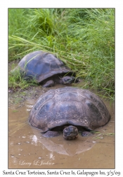 Santa Cruz Tortoises