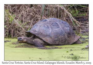 Santa Cruz Tortoise