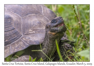 Santa Cruz Tortoise