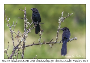 Smooth-billed Ani