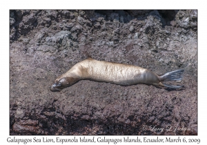 Galapagos Sea Lion