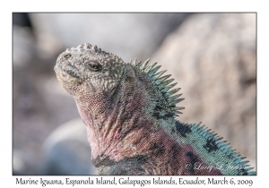 Marine Iguana