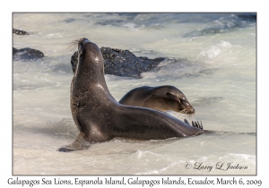 Galapagos Sea Lions