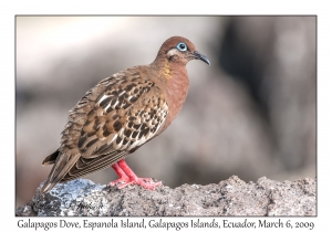 Galapagos Dove