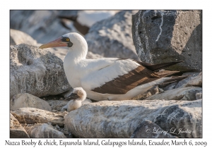 Nazca Booby & chick