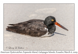 American Oystercatcher