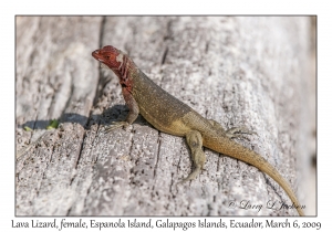 Lava Lizard, female